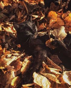 a black cat is laying in the leaves