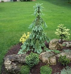 a small pine tree in the middle of a garden with rocks and plants around it