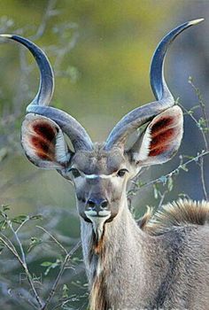 an antelope with large, curved horns stands in front of the camera