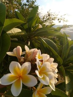 some white and yellow flowers are in the sun