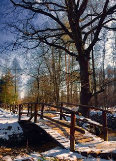 a wooden bridge over a small stream in the woods with snow on the ground and bare trees