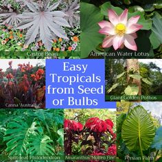 many different types of plants and flowers with the words easy tropicals from seed or bulbs