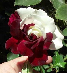 a white and red rose being held in someone's hand