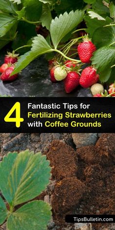 strawberries growing on the ground with text overlay reading fantastic tips for fertiting strawberries with coffee grounds