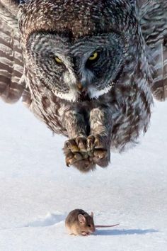 an owl flying through the air over snow covered ground