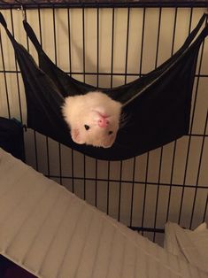 a hamster in a cage with its head sticking out from it's back