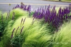 purple and green plants in front of a street