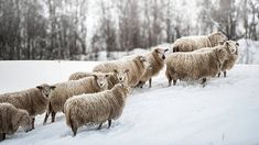 a herd of sheep standing on top of a snow covered slope next to trees in the background