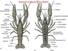 the anatomy of a lobster with labels on each side and description of its external parts