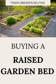 a garden bed with plants growing in it and the words buying a raised garden bed