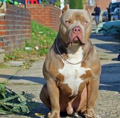 a brown and white pitbull sitting on the ground next to a brick wall