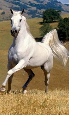 a white horse is galloping in the field