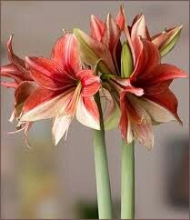 two red and white flowers are in a vase with green stems on a table top