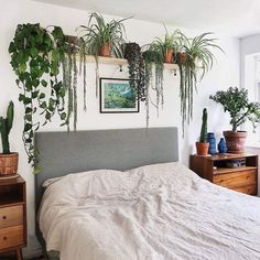 a bedroom with plants hanging on the wall