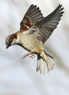 a bird is flying in the air with its wings spread out and it's beak open