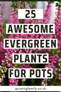 some pink flowers with the words 25 awesome evergreen plants for pots on top of them