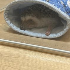 a hedgehog curled up in a bag on the floor