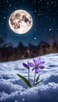 a purple flower sitting in the snow under a full moon