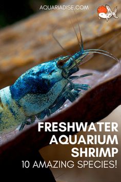 a blue and yellow shrimp with the words fresh water aquarium shrimp on it's side