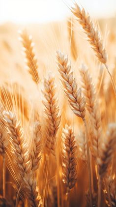 a close up view of some wheat in the field