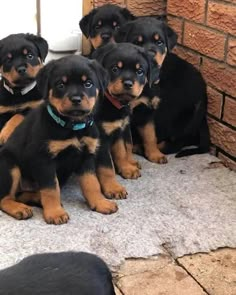 four black and brown puppies are sitting on the ground next to a brick wall