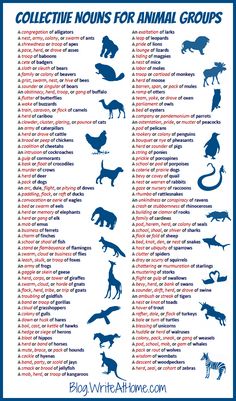 an animal poster with different types of animals and their names in blue on white background