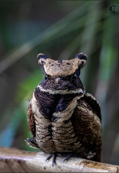 an owl sitting on top of a tree branch