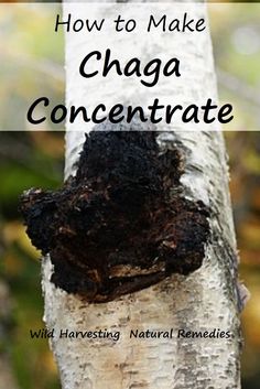 a close up of a tree with the words how to make chaga concentrate on it