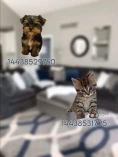 a cat and dog are looking at each other in the same room with their own pictures