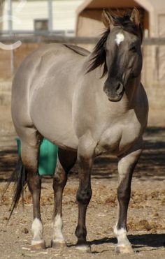 a gray horse standing on top of a dirt field