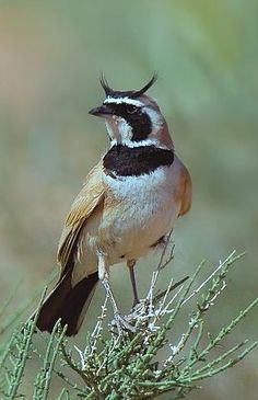 a small bird perched on top of a green plant