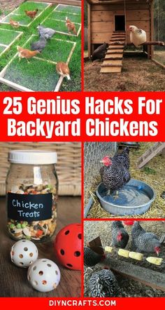 chickens and hens in their backyard with the words 25 genius hacks for backyard chickens