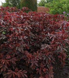 a bush with red leaves in the middle of a garden