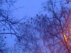 many birds are perched on the branches of trees in the snow at night time,