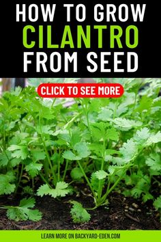 how to grow cilantro from seed