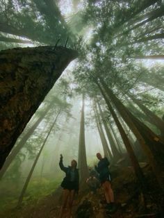 two people standing in the middle of a forest with foggy trees on either side