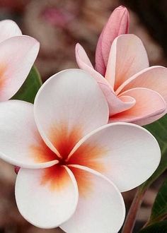 two pink and white flowers with green leaves