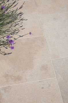 some purple flowers are sitting on the ground