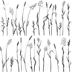 the silhouettes of different plants