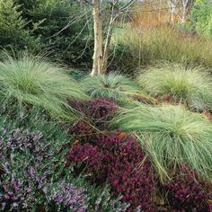 some very pretty flowers and plants in the grass