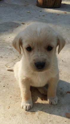 a puppy sitting on the ground looking at the camera