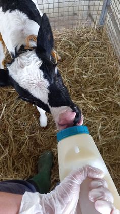 a small cow is eating milk from a person's hand