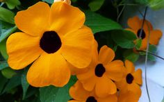 yellow flowers with black centers are in the foreground