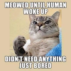 a cat that is sitting on top of a towel with the caption meowed until human woke up didn't need anything just bored