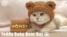 a cat wearing a teddy bear hat sitting on top of a couch next to a jar of honey