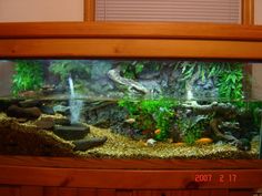 an aquarium filled with lots of green plants and rocks on top of a wooden shelf