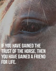 a horse's eye with the words if you have gained the trust of the horse, then you have caned a friend for life