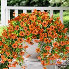 orange flowers are growing in a white planter on a porch with greenery around it