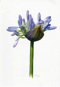 an image of a blue flower on a white background with watercolor pencils in it