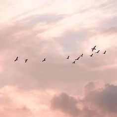 a flock of birds flying in the sky at sunset or dawn with clouds behind them